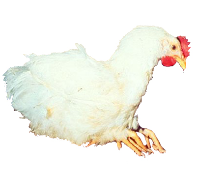 Chickens with clinical signs of viral arthritis Viral Arthritis Slide 1