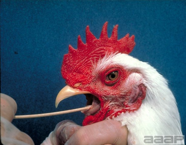 Chicken with its tongue pulled aside to position the larynx for insertion of a cotton swab to obtain tracheal exudate for cultivation of most avian mycoplasma, including MS. Tracheal infection tens to persist for several weeks to months. alt