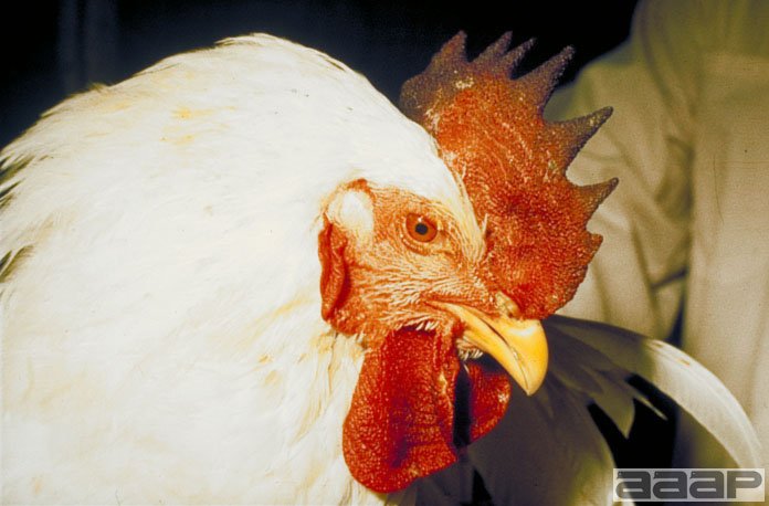 Infected chickens often have signs of cyanosis with dark, discolored combs. Slide 2