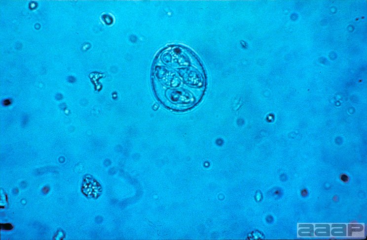 Sporulated oocyst showing 4 sporocysts with 2 sporozoites each. Slide 2