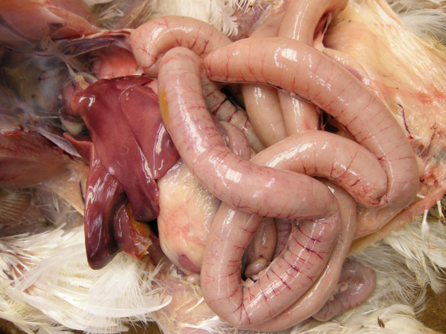 Broiler chicken, 31 days, jejunum/ileum, necrotic enteritis. Jejunum and ileum are dilated and thin-walled. Only birds that have been euthanized or died recently can be evaluated, as the changes seen here can result from postmortem decomposition because of gas that increases in the gut after the bird dies. alt