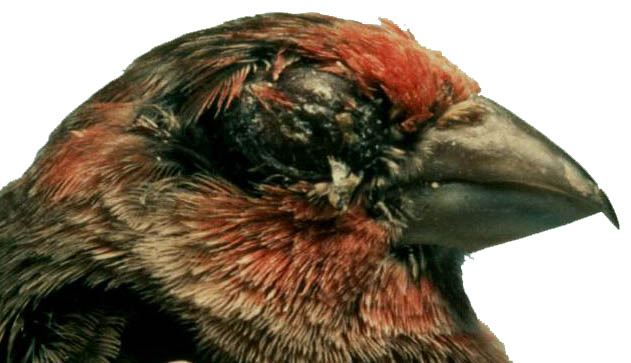 Finch Mycoplasma Conjunctivis Slide 25
